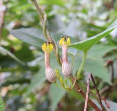 Image result for Ceropegia burchelliana