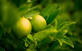 El tinte verde lima es un color secundario que se puede fabricar combinando un tinte verde y polvo de hueso. Psicologia Del Color Verde Lima Psicologia Del Color Y Teoria Del Color