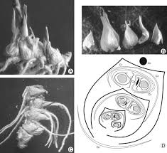 Image result for Enneapogon pretoriensis