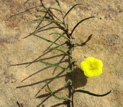 Image result for Xenostegia medium