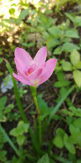 We did not find results for: Indahnya Bunga Zephiranthes Steemit