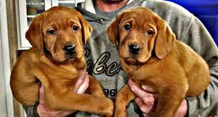 Check spelling or type a new query. Fox Red Lab Puppies For Sale Texas Akc Registered Labradors North Texas