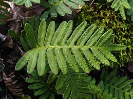 Image result for Pleopeltis