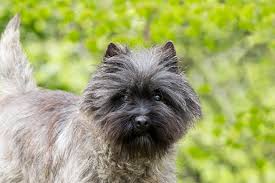 Image result for cairn teriér