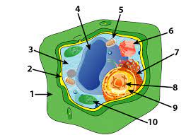It's the smallest part of life that is independent, that can divide and transfer genetic material to further. Plant Cell Parts And Functions Interactive Tutorial Sciencemusicvideos