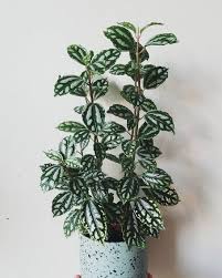 Maybe you would like to learn more about one of these? 33 Colorful Houseplants You Ll Love Colorful Indoor Houseplants