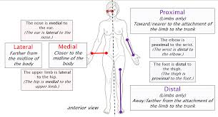 Because animals can change orientation with respect to their environment, and because appendages (arms, legs, tentacles, etc.) can change position with respect to the main body, it is important that anatomical terms of location refer to the organism when it is in its standard anatomical position. Anatomical Terminology Anatomy 622 Coursebook