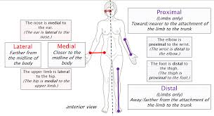 The mouth is anterior to the nose. Anatomical Terminology Anatomy 622 Coursebook