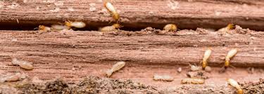 Pest problems can become more than a minor nuisance and have the potential to cause major headaches. Baton Rouge Ant Control Bayou Cajun Pest Control