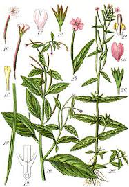 Image result for Epilobium salignum