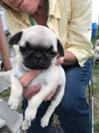 Maybe you would like to learn more about one of these? Pug Puppies For Sale Illinois 59 Antioch Township Il 296122
