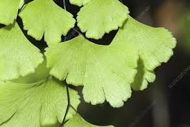 Image result for Adiantaceae