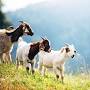 Goat breeds from www.agriculture.com