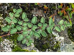 Image result for Pellaea