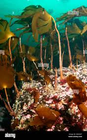 Image result for Hypertelis bowkeriana