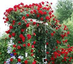 2019 Best Roses Of The Year Watters Garden Center Red Climbing Roses Red Roses Garden Climbing Roses