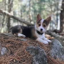 Puppy/dog kennel or exercise pen rehoming with small adoption fee. Corgiville Farm Home Facebook