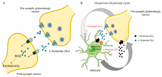 The standard treatments for brain tumors include surgery, radiation and chemotherapy. Cancers Free Full Text Glutamine Metabolism In Brain Tumors Html