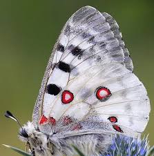 Image result for Parnassius apollo