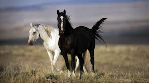 We did not find results for: Black And White Horse 4k Photo Hd Wallpapers