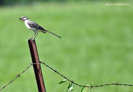 Northern Mockingbird Brown Bird With White Stripes On Wings And Tail Northern Mockingbird Bird Garden Garden Birds