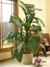 Best large indoor plants ficus plants. 20 Super Easy Houseplants You Ll Love Easy House Plants Plants Plant Decor Indoor