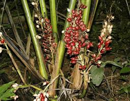 Image result for Renealmia africana