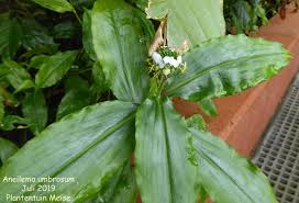 Image result for Aneilema