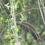 Image result for Secamone alpini