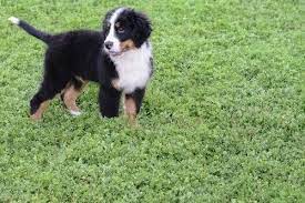 Why buy a bernese mountain dog puppy for sale if you can adopt and save a life? Bernese Mountain Dog Puppies For Sale Sacramento Ca 210280