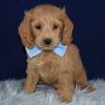 Cockapoo Puppies For Sale in PA | Cockapoo Puppy Adoptions