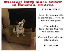 Available rescue french bulldogs and blog tips for your french bulldog. Lost French Bulldog In Houston Tx French Bulldog Rescue Network Facebook