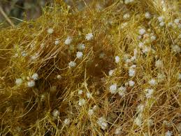 Image result for Cuscuta approximata