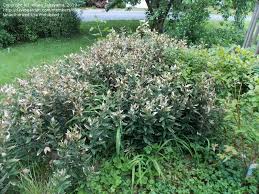 Image result for Shibataea kumasasa