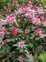 Beautiful Rhododendrons From My Garden Indoor Garden Garden Plants