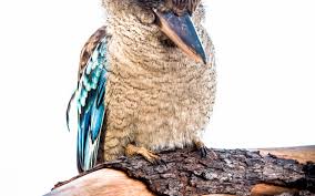 The laughing kookaburra is well known both as a symbol of australia's birdlife and as the inspirational merry, merry king of the bush from the children's song. Are Kookaburras Laughing Or Screaming