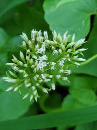 Image result for Mikania sagittifera