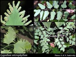 Image result for Lygodium microphyllum