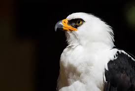 White Heron Cup When You'Ve Recruited Everyone : R/Shitpostemblem