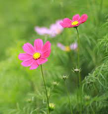 Winter Flowers By Trung Tiger Winter Flowers Pink Flowers Background Flowers