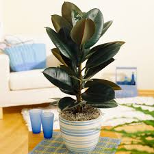 Image result for Ficus elastica