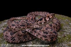 Image result for Phaulopsis sangana