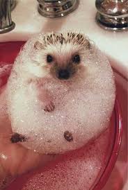 Do you dread hedgehog bath time for your quill baby? Everybody Loves A Good Bubble Bath Cute Animals Cute Creatures Animals