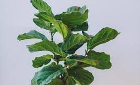 Check spelling or type a new query. Fiddle Leaf Fig How To Grow And Care For Fiddle Leaf Fig Trees Garden Design