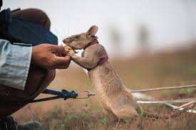 In europe a baby rat is called a kitten, in north america they are called pups. Rat Called Magawa Awarded Prestigious Gold Medal For Cambodia Landmine Detection