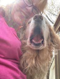 The newest “helper” for A Chick & A Chair was hard at work!