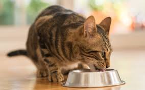 By adhering to a bland diet, patients can experience relief from symptoms and a bland diet is based on the principals of avoiding spicy foods, fried food, raw food, as well as alcohol and caffeine. Blah Blah And More Blah Bland Diet Instructions For Dogs And Cats Vca Animal Hospital