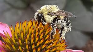 When you plant a garden full of native flowers, you help both honeybees and native pollinators. Save Oregon S Bees Beyond Toxics