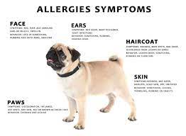 Dogs can be allergic to nearly any specific food ingredient. Dog Allergies How To Know If Your Dog Has An Allergy