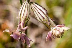 Image result for Silene kiwuensis